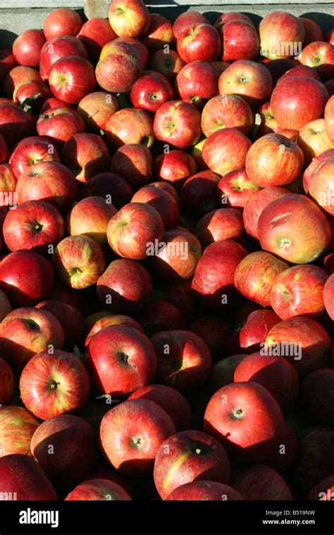 what apples are similar to ida red